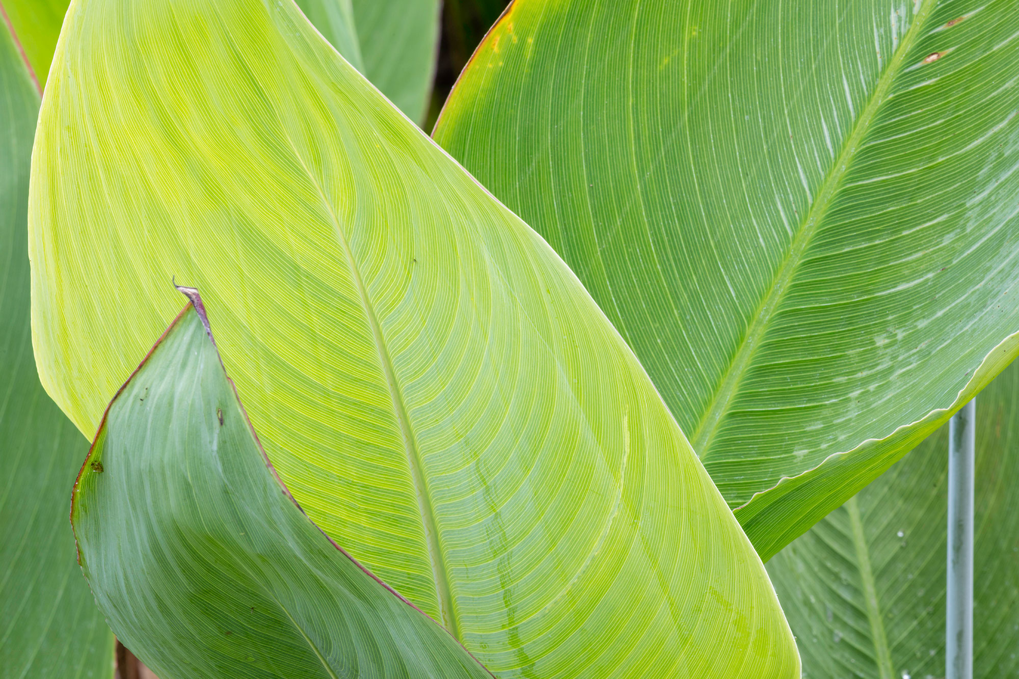 Before-Nature
