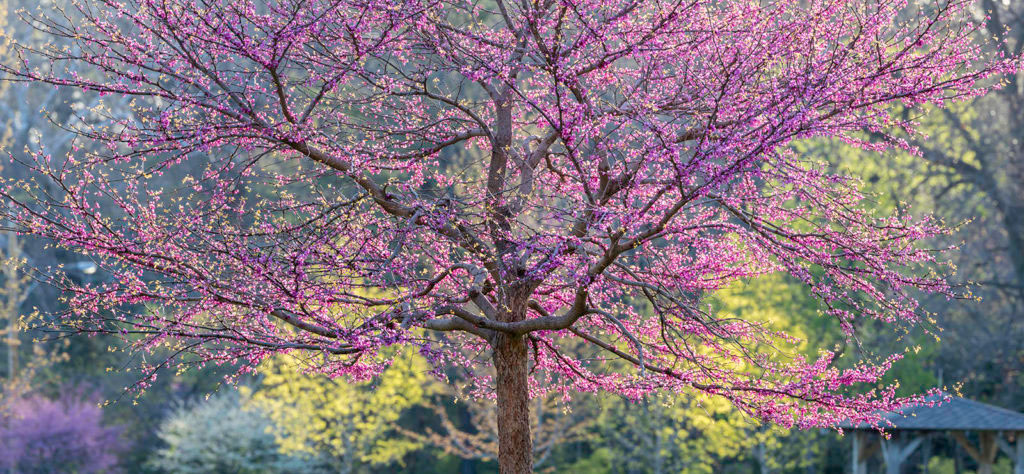 Before-Nature